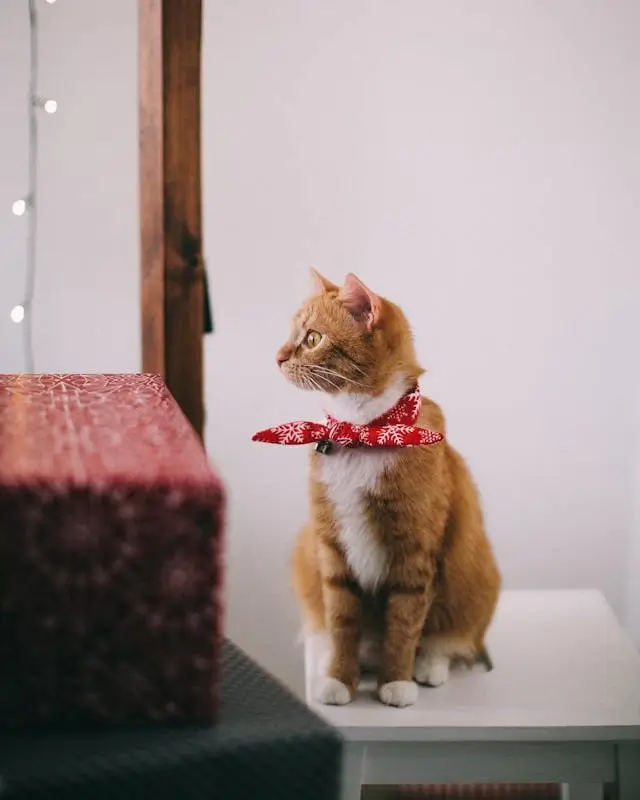 In this example, we transform a WebP photo of a cat with a red scarf into a JPG photo. To ensure the JPG retains high visual quality, we enter "92%" in the quality setting. This adjustment guarantees that the output JPG will closely match the input WebP's appearance. (Source: Pexels.)