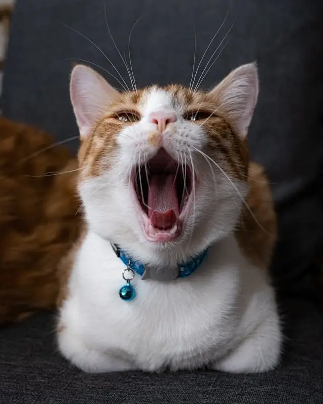 In this example, we resize an adorable WebP image of a yawning cat. The dimensions of this image are 640x800 pixels, which means its aspect ratio is 4:5 (for every 4 pixels horizontally, there are 5 pixels vertically). We enable the "Maintain Aspect Ratio" option to keep its original aspect ratio locked at 4:5. This ensures the cat will not be stretched or squeezed horizontally or vertically and will always look adorable. The resized WebP image has the dimensions of 240 pixels in width and 300 pixels in height, and if you do a quick calculation, you can see the 4:5 aspect ratio is maintained. (Source: Pexels.)