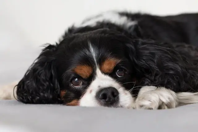 This example checks the file size of a WebP image of a Cavalier King Charles Spaniel. The tool reveals that the WebP size is 12,324 bytes (12.04 kb). Additionally, the tool confirms that the file format is "webp", the width is 640 pixels, the height is 427 pixels, and there's a total of 273,280 pixels in the WebP (640×427). It also prints the average number of pixels per byte is 22.17, indicating a highly effective compression ratio. (Source: Pexels.)