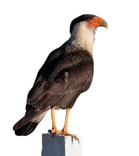 In this example, we create an alpha mask of a WebP sticker of a Mexican eagle. In the mask, the transparent pixels are displayed in black color, semi-transparent pixels are displayed in dark orange color, and opaque pixels are displayed in white color. This mask effectively highlights the transparent background and the opaque pixels of the bird. The semi-transparent pixel visualization at the edges of the feathers allows us to investigate the transition of transparent pixels into opaque pixels and check the depth of anti-aliased edges. (Source: Pexels.)