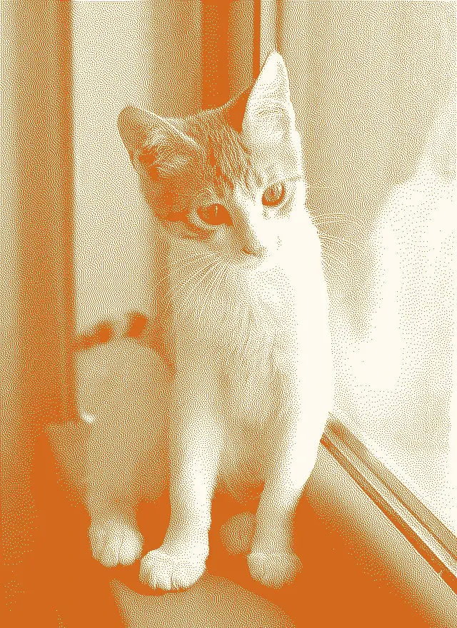 This example converts a WebP photo of an orange and white cat into a custom two-color WebP. Instead of the standard white for light areas, it uses the color "floralwhite", and instead of the standard black for dark areas, it uses the color "chocolate". Additionally, it uses the Sierra dithering method, which provides detailed visualization of the cat's fur, eyes, ears, and even whiskers. (Source: Pexels.)