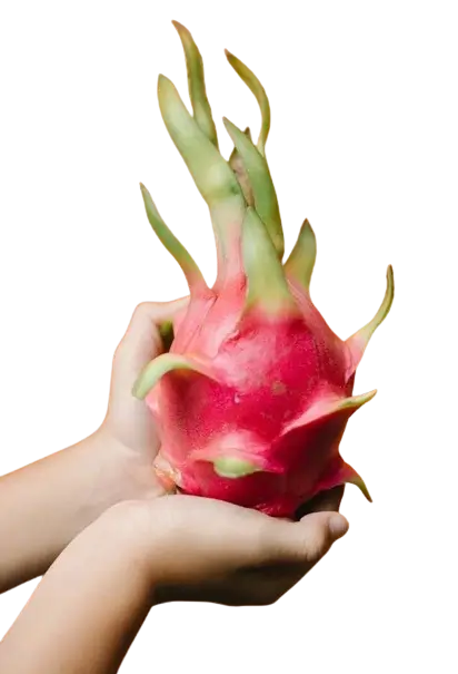 In this example, we analyze the transparency properties of a WebP sticker of a dragon fruit held in hands. The tool displays three masks, each highlighting one of the alpha channels. The first mask shows areas where the alpha is strictly equal to 1 (meaning fully opaque areas) in a black color and prints the statistics information that the opaque areas make 35.98% of all WebP pixels. The second mask shows areas where the alpha is stricty equal to 0 (meaning fully transparent areas) in a black color and calculates that the transparent areas occupy 61.93% of all pixels. Finally, the third mask shows areas where the alpha is greater than 0 but less than 1 in black. These are all semi-transparent (translucent) areas and they take 2.09% of all pixels. (Source: Pexels.)