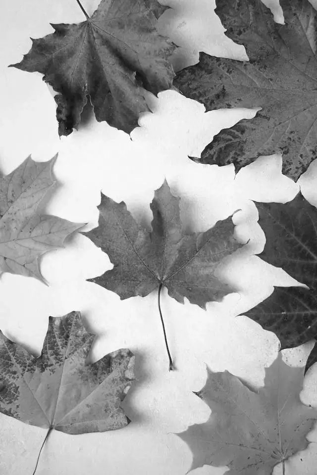 In this example, we use the "Average Colors Method" to convert a WebP image of dry maple leaves to grayscale. This method calculates the average light intensity in the red, green, and blue color channels for each pixel, resulting in a balanced grayscale representation that preserves the details of the leaves. (Source: Pexels.)