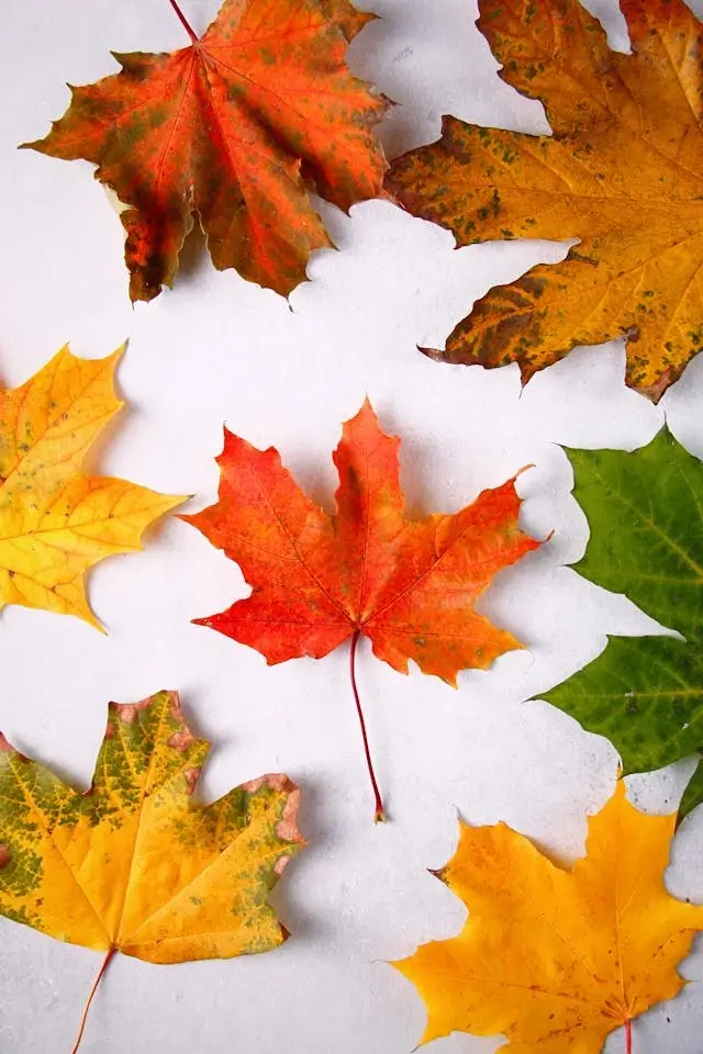In this example, we use the "Average Colors Method" to convert a WebP image of dry maple leaves to grayscale. This method calculates the average light intensity in the red, green, and blue color channels for each pixel, resulting in a balanced grayscale representation that preserves the details of the leaves. (Source: Pexels.)