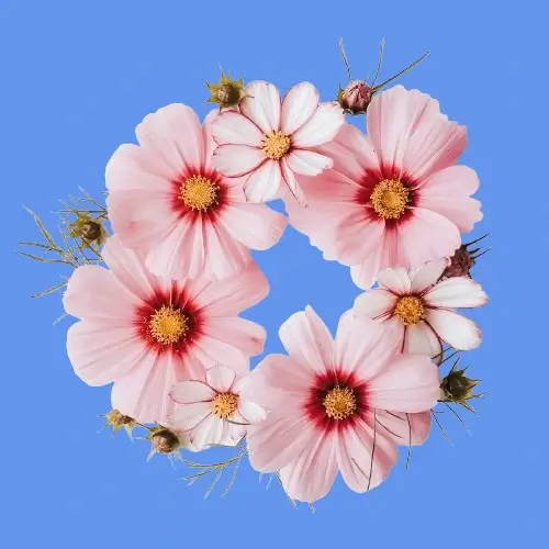 In this example, we add a solid cornflower-blue color background to a WebP image of a floral bouquet. The original WebP with a transparent background is transformed into an opaque WebP by filling each transparent pixel with the chosen color. This transformation makes the flowers appear vibrant and lively. (Source: Pexels.)