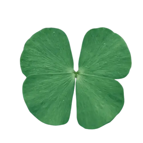 In this example, we are completing an assignment given in a biology class. While studying the four-leaf clover plant, we were tasked with determining its exact shade. To do this, we uploaded a transparent WebP sticker of the clover into this tool and averaged the pixel colors in a larger area on one of the leaves. We used the picker radius of 20px, and after clicking on the upper right leaf, the tool found that the most accurate representation of the plant's color is "SeaGreen" with the hex code "#4a8e58". (Source: Pexels.)