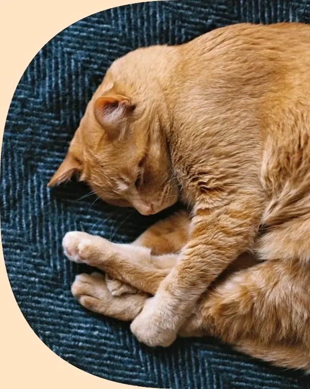 In this example, we round only two of the four corners of a WebP image of a sleeping ginger cat. We select the bottom left and top left corners and round them to 350 pixels. These two rounded corners neatly wrap around the shape of the sleeping cat. For this WebP, we choose the quadratic rounding style and fill the newly created corners with a bisque color. (Source: Pexels.)