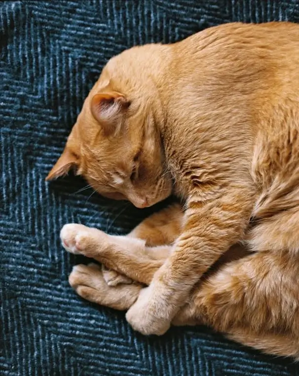 In this example, we round only two of the four corners of a WebP image of a sleeping ginger cat. We select the bottom left and top left corners and round them to 350 pixels. These two rounded corners neatly wrap around the shape of the sleeping cat. For this WebP, we choose the quadratic rounding style and fill the newly created corners with a bisque color. (Source: Pexels.)