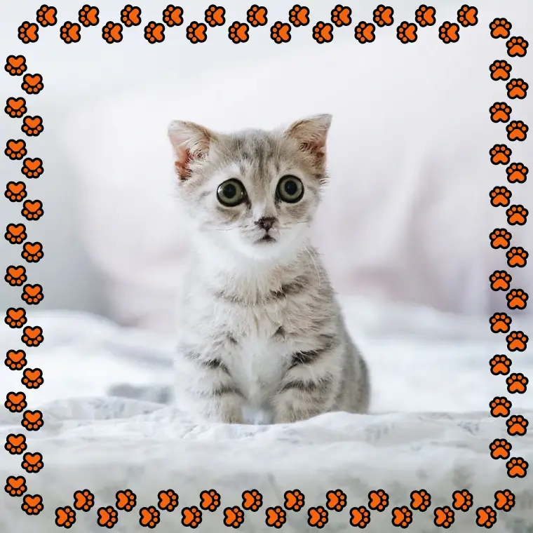 In this example, we remove the decorative paw prints that create a border and surround a card of a cute kitten in the WebP format. We measure 65 pixels from each side and remove only the portion of the border that includes the paw prints. As a result, we obtain a clean card of the silvery-gray kitten without the border. (Source: Pexels.)