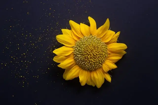 In this example, we add a bright, thick, gold-colored border to a WebP photo of the Tuscan Sun flower (also known as the Tuscan Gold flower). Adding such border draws significantly more attention to the WebP and highlights the beauty of the flower against the contrasting background. We apply the border only to the top and bottom parts of the WebP, creating two horizontal stripes, each 30 pixels wide, with 15 pixels inside the WebP and 15 pixels outside. (Source: Pexels.)