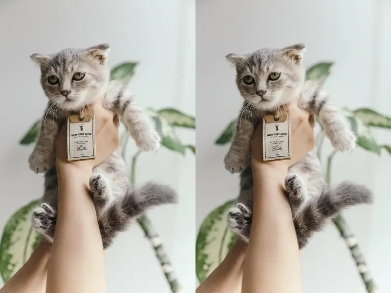 In this example, we multiply a WebP image featuring an adorable kitten and create two horizontal copies of it. To do it, we enter "2" as the multiplier and select the side-by-side duplication method. (Source: Pexels.)