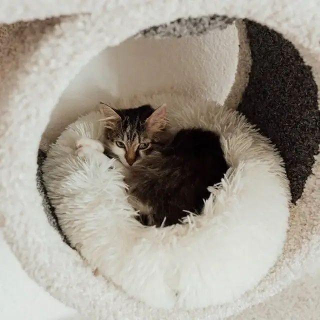 In this example, we convert a JPG photo of a kitten curled up in a cozy fluffy bed into a high quality WebP photo. To do it, we only set the WebP quality level to 90% and do not change any other tool settings. The quality level of 90% preserves the photo quality while generating a smaller file size than the original JPG. (Source: Pexels.)