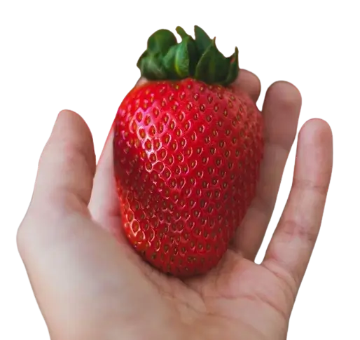 In this example, we apply the sharpening effect only in a specific area of a WebP that has a transparent background. We focus on a large strawberry placed in a hand and enclose it in an oval shape, which is where the sharpening effect is applied. We set the sharpening intensity to 140%, as a result of which the strawberry becomes more detailed, with the seeds and surface details appearing much clearer and distinct. The remaining areas of the WebP that are outside of the oval selector remain unchanged. (Source: Pexels.)