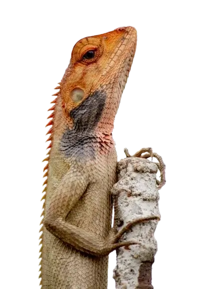 In this example, we extract the alpha channel from a WebP sticker of a lizard to gain a more detailed understanding of the sticker's transparency. To ensure a clear distinction between each transparency type, we set contrasting colors for each of them: black for complete transparency, white for opacity, and red for semi-transparency. As a result, we can clearly see the alpha channel usage within the given WebP. (Source: Pexels.)