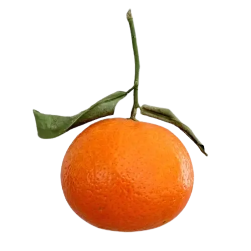 In this example, we analyze the dimensions of a WebP sticker of a tangerine with a transparent background. As there are invisible pixels around the sticker, it's visually challenging to determine both the orientation and dimensions. However, this tool provides precise information about these values. Specifically, this WebP has a square orientation with the dimensions of 500×500 pixels, it consists of 250,000 pixels, and has the size of 17,654 bytes or 17.24 kb. (Source: Pexels.)