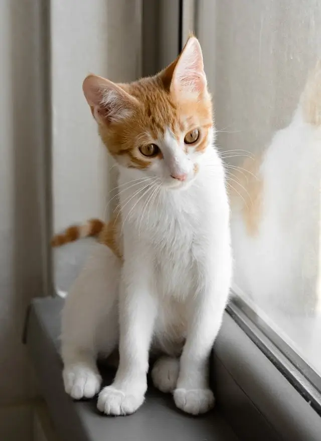 This example converts a WebP photo of an orange and white cat into a custom two-color WebP. Instead of the standard white for light areas, it uses the color "floralwhite", and instead of the standard black for dark areas, it uses the color "chocolate". Additionally, it uses the Sierra dithering method, which provides detailed visualization of the cat's fur, eyes, ears, and even whiskers. (Source: Pexels.)