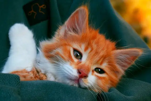 In this example, we convert a WebP photo of an adorable orange kitten into a base64 string. The tool outputs a super long string because base64 has an overhead of around 25%, as every three bytes in the WebP are represented as four characters. (Source: Pexels.)