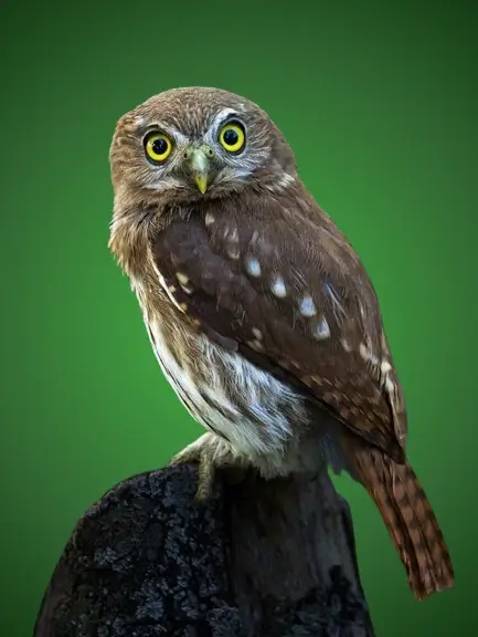 In this example, we load a WebP photo of an owl on a transparent background. To eliminate this transparency, we fill the alpha channel pixels with a colorful radial gradient. We set the gradient's origin at the center of the image and specify three shades of green for the gradient transition – rgb(70, 182, 70), rgb(51, 105, 51), and rgb(1, 28, 1). These colors are spread out within a radius of 450 pixels. (Source: Pexels.)