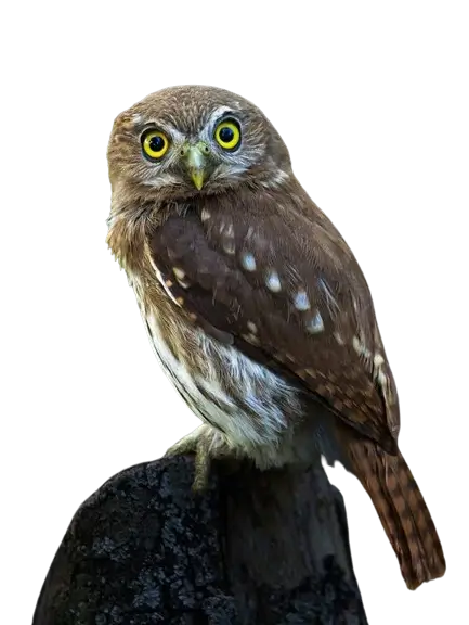 In this example, we load a WebP photo of an owl on a transparent background. To eliminate this transparency, we fill the alpha channel pixels with a colorful radial gradient. We set the gradient's origin at the center of the image and specify three shades of green for the gradient transition – rgb(70, 182, 70), rgb(51, 105, 51), and rgb(1, 28, 1). These colors are spread out within a radius of 450 pixels. (Source: Pexels.)