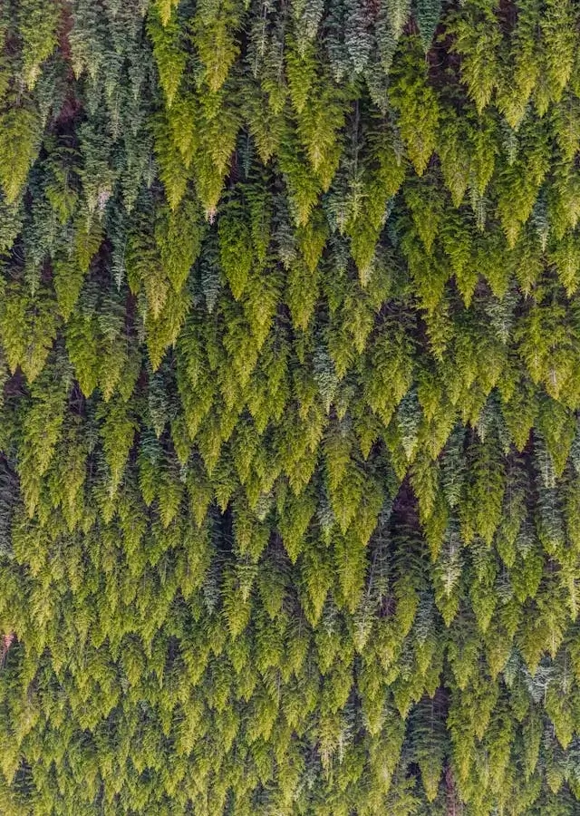 In this example, we create a neat visual effect by flipping a WebP image of a dense pine forest upside down. Now, the peaks of the tall trees point down, making the output WebP appear mysterious. (Source: Pexels.)