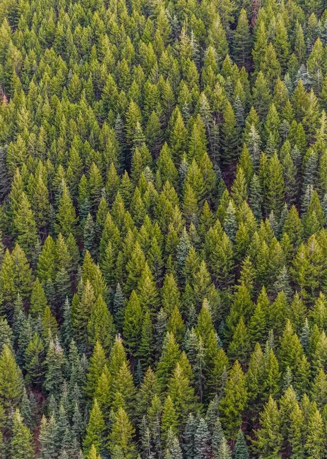 In this example, we create a neat visual effect by flipping a WebP image of a dense pine forest upside down. Now, the peaks of the tall trees point down, making the output WebP appear mysterious. (Source: Pexels.)