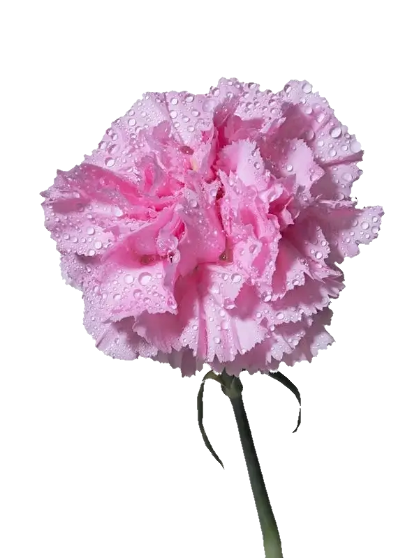 In this example, we remove the gray background color from a WebP image of pink dianthus. The specific shade of gray is determined by clicking on the background in the input editor, resulting in the color code "rgba(169, 169, 167, 255)", which is automatically updated in the tool options. We also extend the range of similar gray color tones to be removed to 9%, which matches lighter and darker gray tones around the flower and add an anti-aliased transition around the removed color with a radius of 2 pixels. (Source: Pexels.)