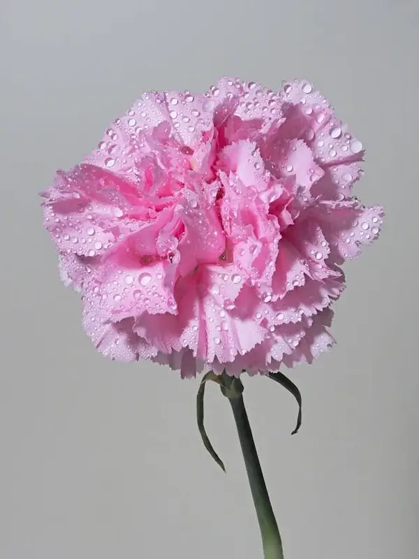 In this example, we remove the gray background color from a WebP image of pink dianthus. The specific shade of gray is determined by clicking on the background in the input editor, resulting in the color code "rgba(169, 169, 167, 255)", which is automatically updated in the tool options. We also extend the range of similar gray color tones to be removed to 9%, which matches lighter and darker gray tones around the flower and add an anti-aliased transition around the removed color with a radius of 2 pixels. (Source: Pexels.)