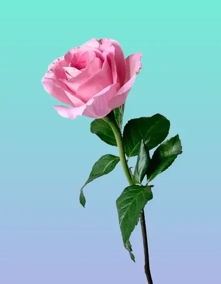 In this example, we use a linear gradient fill to remove the alpha channel in a WebP sticker of a pink rose. We direct the gradient along a vertical line from the top to the bottom and make it change the color from light blue (#74ebd5) to lavender (#acb6e5). (Source: Pexels.)