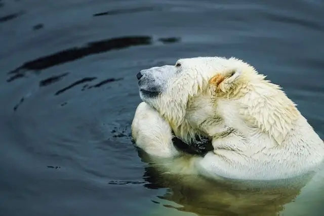 In this example, we use our tool to horizontally flip a WebP photo of a polar bear. In the input WebP, the bear's gaze is directed to the right side, but in the mirrored WebP version, the bear's gaze is directed to the left. (Source: Pexels.)