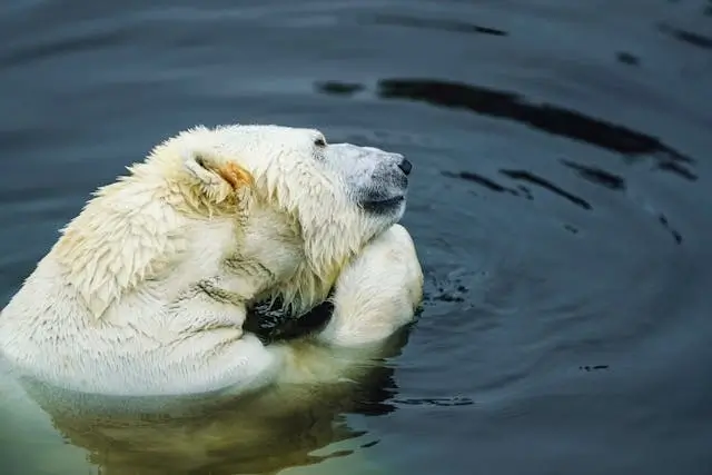 In this example, we use our tool to horizontally flip a WebP photo of a polar bear. In the input WebP, the bear's gaze is directed to the right side, but in the mirrored WebP version, the bear's gaze is directed to the left. (Source: Pexels.)