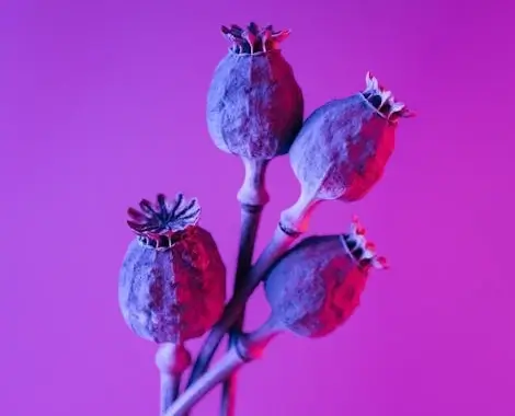 In this example, we load a WebP image of poppy pods with a semi-transparent/translucent background. As semi-transparent areas can distort images by showing the content behind them, we fill the semi-transparent areas with opaque pixels. To do this, we enter the color "DarkOrchid" in the options, which merges it with the semi-transparent pixels of the WebP, producing a fully opaque output WebP. (Source: Pexels.)