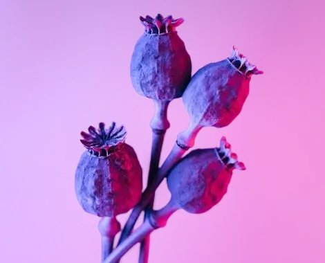 In this example, we load a WebP image of poppy pods with a semi-transparent/translucent background. As semi-transparent areas can distort images by showing the content behind them, we fill the semi-transparent areas with opaque pixels. To do this, we enter the color "DarkOrchid" in the options, which merges it with the semi-transparent pixels of the WebP, producing a fully opaque output WebP. (Source: Pexels.)