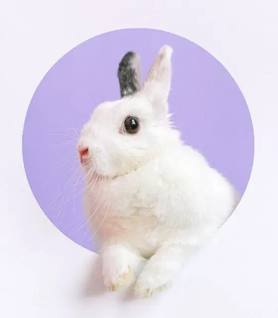 In this example, we swap the background color of an adorable WebP rabbit from a soft purple to a vibrant pink. We select the original purple color by clicking on it in the input WebP editor and entering "pink" in the new-color option. We set the similarity index to 8% to make sure all shades of pink are replaced. To ensure smooth color transitions between the rabbit's fur and the new background, we enable the smooth color change option and set the transition radius to 2px. (Source: Pexels.)
