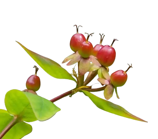 In this example, we horizontally reverse a WebP sticker with a transparent background. The transparent pixels, just like regular pixels, change their position from left to right (and from right to left), creating a reverse copy of the red berries. (Source: Pexels.)