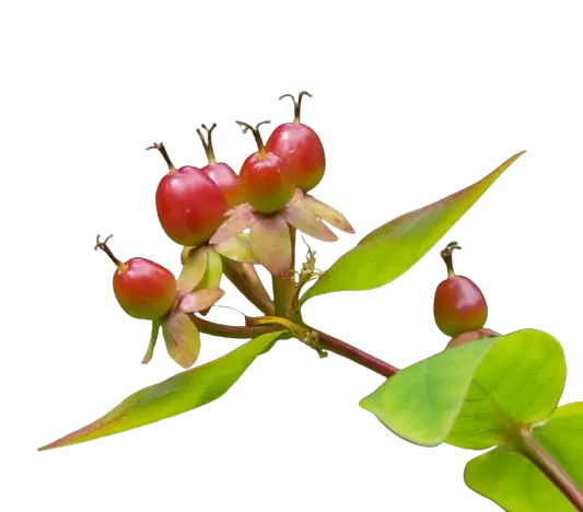 In this example, we horizontally reverse a WebP sticker with a transparent background. The transparent pixels, just like regular pixels, change their position from left to right (and from right to left), creating a reverse copy of the red berries. (Source: Pexels.)