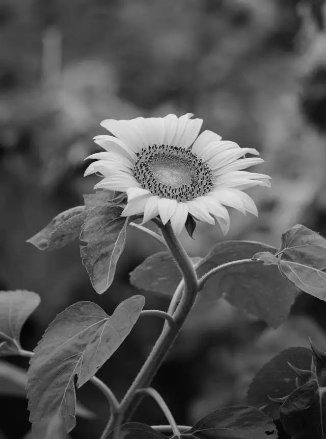 This example applies the "Modern TV" grayscale conversion method, which prioritizes the light in the green color channel. This corresponds to how the human eye perceives the brightness of the green color and is commonly used in modern high-definition TVs. The result is a black-and-white WebP photo that naturally conveys the texture and details of a sunflower. (Source: Pexels.)