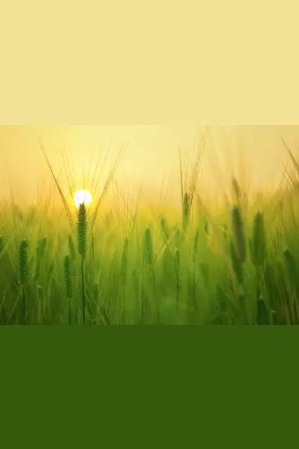 In this example, we upload a landscape WebP image of a wheat field and the tool converts it into a portrait WebP image. To do the conversion, we change the background color of the top and bottom part of the WebP: the top part gets a bright yellow (#f2e394) color and the bottom parts gets a dark green (#35590b) color. We allow the program to automatically change the WebP dimensions, resulting in an image of size 427 by 640 pixels. (Source: Pexels.)