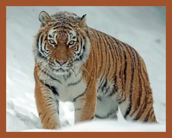 In this example, we upload a WebP image of a tiger that we want to use on our wildlife website. However, as our website has a minimalist style, this border around the image is out of place. Therefore, we use our tool to remove the border from all sides of the WebP by entering 20 pixels in left, right, top, and bottom border size options. (Source: Pexels.)