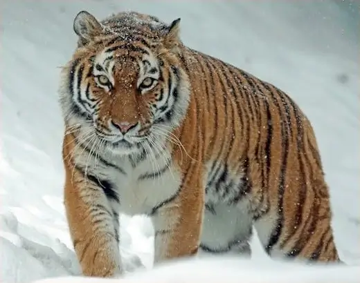 In this example, we upload a WebP image of a tiger that we want to use on our wildlife website. However, as our website has a minimalist style, this border around the image is out of place. Therefore, we use our tool to remove the border from all sides of the WebP by entering 20 pixels in left, right, top, and bottom border size options. (Source: Pexels.)