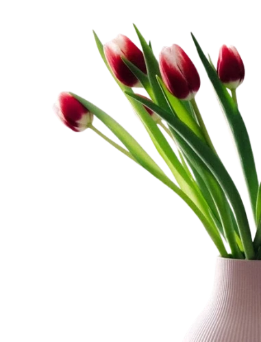 In this example, we generate the top 9 colors of a WebP sticker of tulips in a vase on a transparent background. As we're using the average color palette, the program first quantizes the WebP by creating buckets of the top 9 shades, which it groups together to find the average. In the resulting palette, we get information about the transparent, semi-transparent, and opaque pixels, and to distinguish between them, we label each color with its "RGBA" code, showing both the "RGB" code and the alpha channel "A" value. (Source: Pexels.)