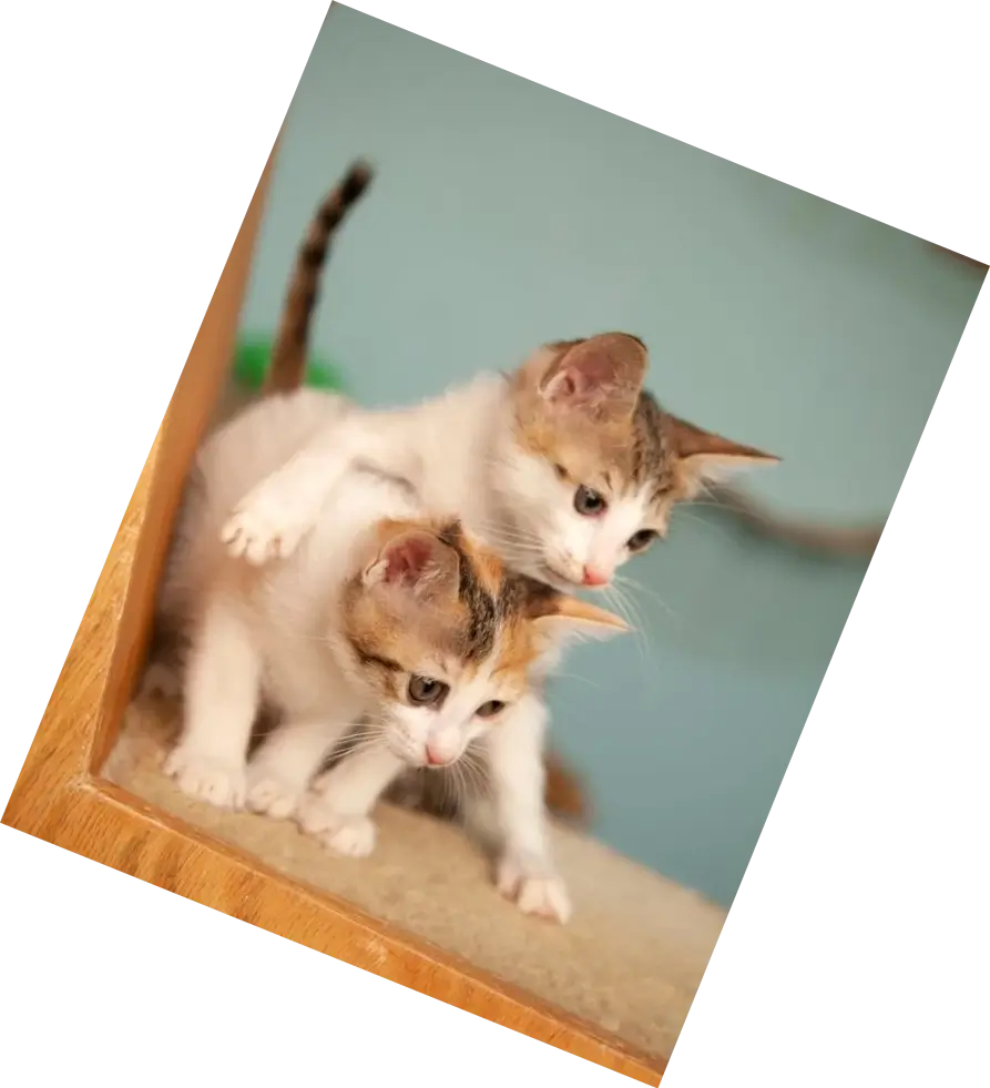 In this example, we're preparing a WebP photo of funny kittens for a photo collage we'll be creating. We want to stack multiple photos of kittens together so that parts of various images overlap and create a wall of photos. To do it, we simply load the WebP in the input editor and use the mouse to rotate the photo clockwise, directing the kittens' gaze to the lower right corner. (Source: Pexels.)