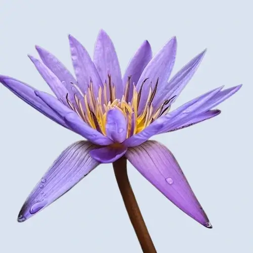 In this example, we convert a beautiful WebP sticker of a water lily with transparency into an opaque WebP with a light blue background. To do it, we choose a suitable light blue shade from the color palette in the options and get the color code "rgb(218, 226, 240)" for it. This color naturally complements other colors of the water lily. (Source: Pexels.)