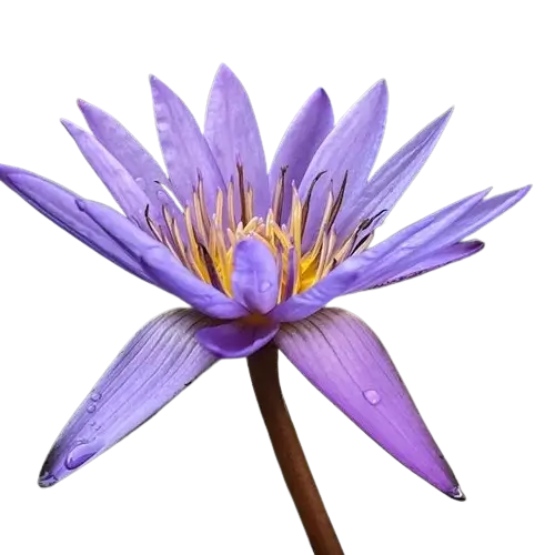 In this example, we convert a beautiful WebP sticker of a water lily with transparency into an opaque WebP with a light blue background. To do it, we choose a suitable light blue shade from the color palette in the options and get the color code "rgb(218, 226, 240)" for it. This color naturally complements other colors of the water lily. (Source: Pexels.)