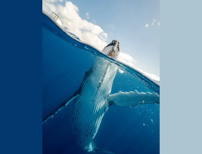 In this example, we upload a portrait WebP of a whale emerging out of the water and convert it to a landscape WebP. To do this, we extend the edges of the WebP with empty space and then fill this empty space with a solid color. On the left, we use a deep blue ocean color (#01386e), and on the right, we use a light blue sky color (#adc4d1). (Source: Pexels.)