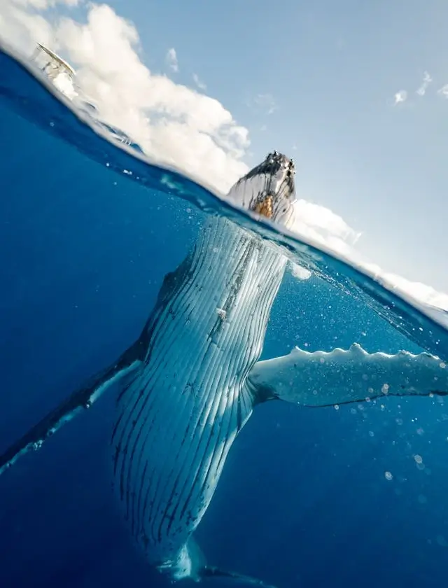 In this example, we upload a portrait WebP of a whale emerging out of the water and convert it to a landscape WebP. To do this, we extend the edges of the WebP with empty space and then fill this empty space with a solid color. On the left, we use a deep blue ocean color (#01386e), and on the right, we use a light blue sky color (#adc4d1). (Source: Pexels.)